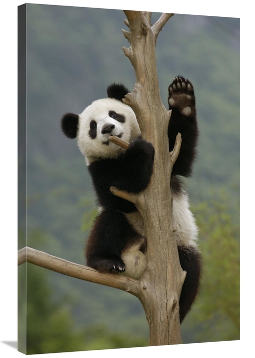 Global Gallery GCS-453016-2436-142 24 x 36 in. Giant Panda Cub Climbin