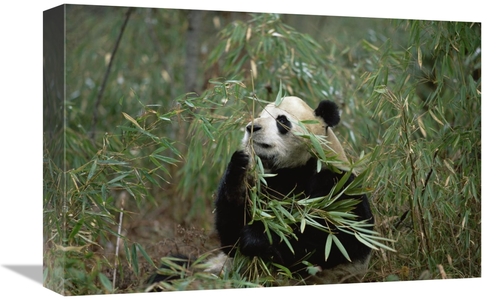 Global Gallery GCS-398498-1218-142 12 x 18 in. Giant Panda Eating Bamb