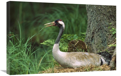 Global Gallery GCS-452394-2030-142 20 x 30 in. Common Crane on Nest&#4