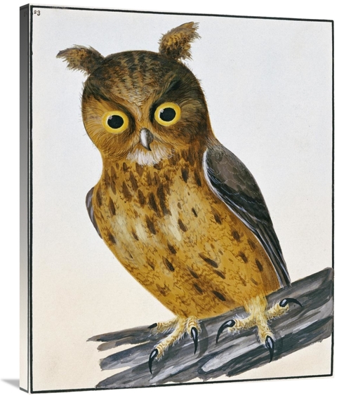 Global Gallery GCS-266769-36-142 36 in. Owl Art Print - William Lewin