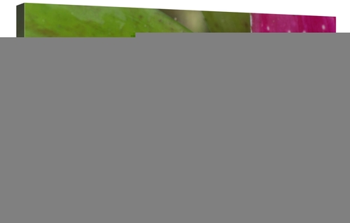 Global Gallery GCS-397648-2436-142 24 x 36 in. Harlequin Poison Dart F