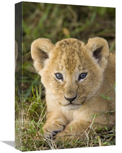 Global Gallery GCS-395853-1218-142 12 x 18 in. African Lion Five Week 