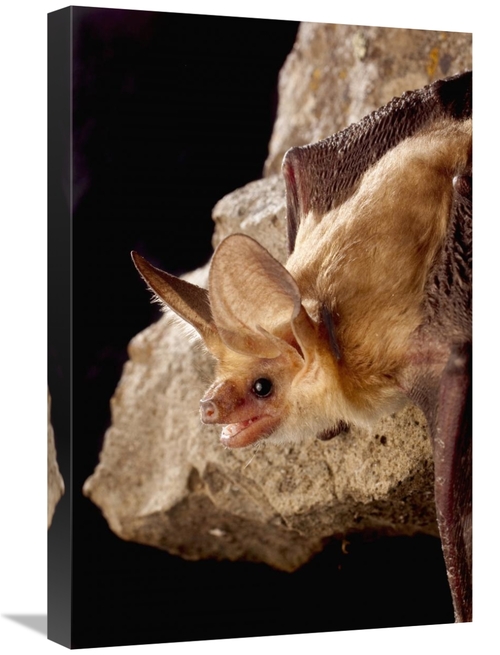 Global Gallery GCS-395705-1624-142 16 x 24 in. Pallid Bat on Rimrock a