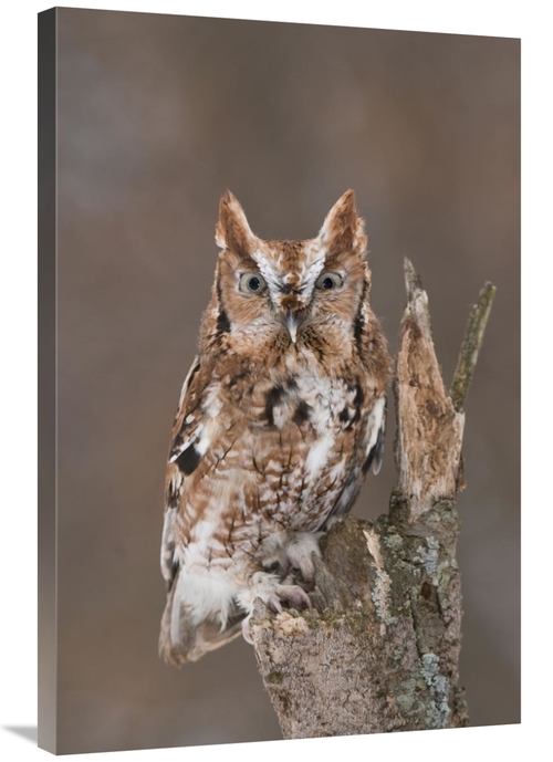 Global Gallery GCS-397385-2436-142 24 x 36 in. Eastern Screech Owl Red