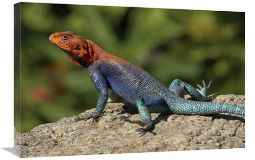 Global Gallery GCS-450884-2030-142 20 x 30 in. Red-Headed Rock Agama M