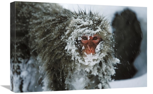 Global Gallery GCS-452600-1624-142 16 x 24 in. Japanese Macaque Covere