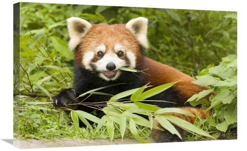 Global Gallery GCS-453022-2030-142 20 x 30 in. Lesser Panda Eating Bam