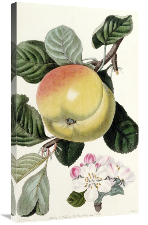 Global Gallery GCS-268250-36-142 36 in. Apple Art Print - John Lindley