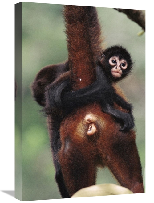 Global Gallery GCS-398553-1624-142 16 x 24 in. Black-Handed Spider Mon