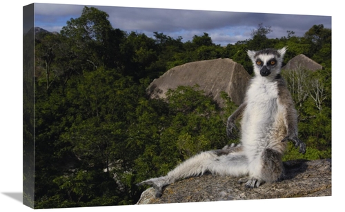 Global Gallery GCS-453240-1624-142 16 x 24 in. Ring-Tailed Lemur, 