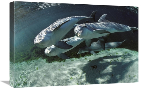 Global Gallery GCS-450679-1624-142 16 x 24 in. Bottlenose Dolphin Quar