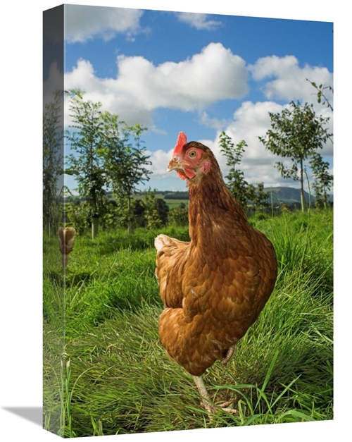 Global Gallery GCS-397493-1218-142 12 x 18 in. Domestic Chicken, F