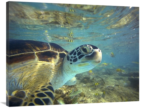 Global Gallery GCS-396253-3040-142 30 x 40 in. Green Sea Turtle, B