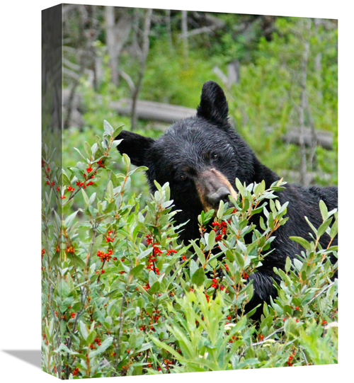 Global Gallery GCS-486436-16-142 16 in. Tasting the Berries Art Print 