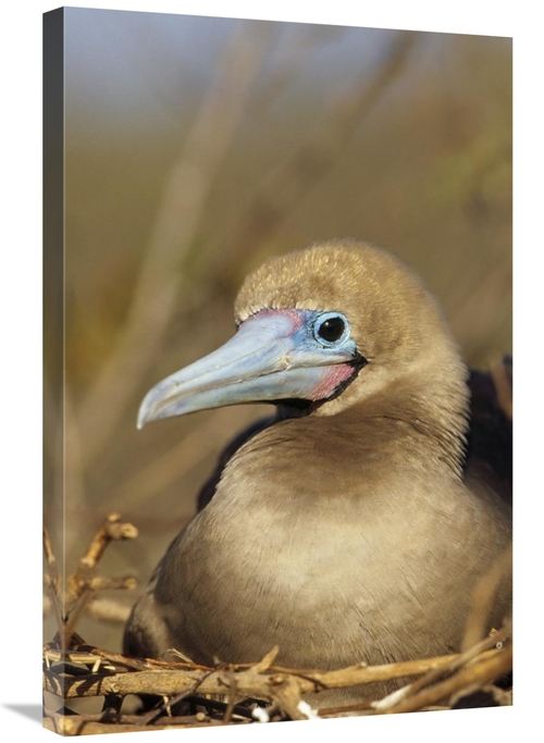 Global Gallery GCS-451296-2030-142 20 x 30 in. Red-Footed Booby Incuba