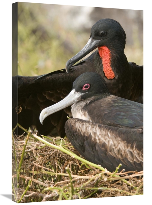 Global Gallery GCS-397372-2030-142 20 x 30 in. Magnificent Frigatebird