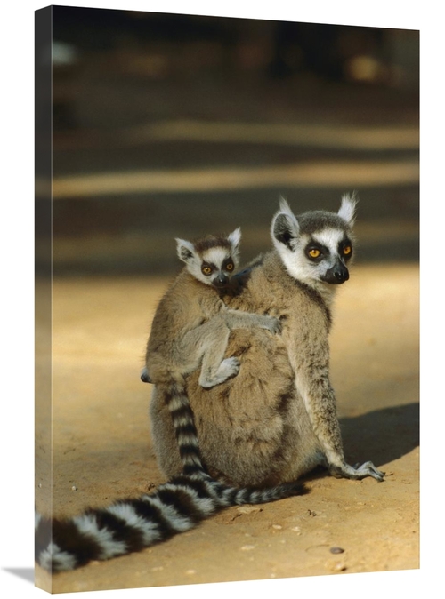 Global Gallery GCS-452647-2030-142 20 x 30 in. Ring-Tailed Lemur Baby 