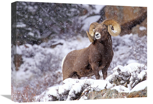 Global Gallery GCS-486641-22-142 22 in. Bighorn Ram in Winter Art Prin