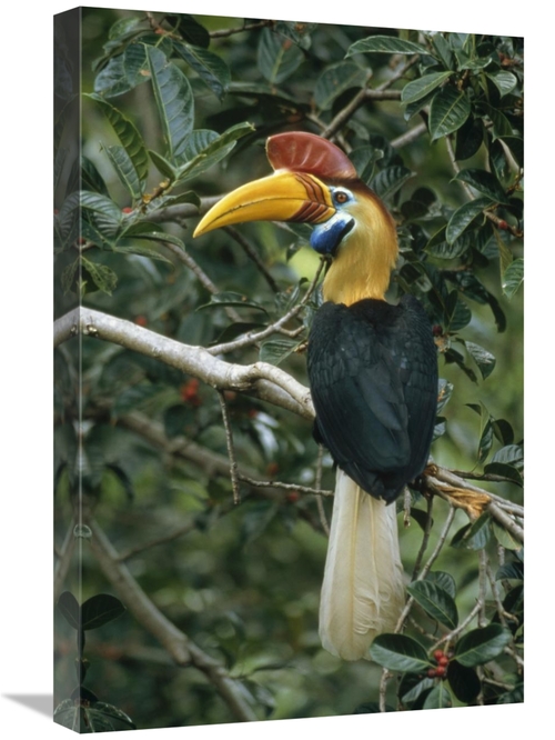 Global Gallery GCS-451133-1624-142 16 x 24 in. Sulawesi Red-Knobbed Ho