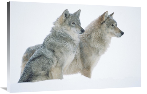 Global Gallery GCS-396530-2436-142 24 x 36 in. Timber Wolf Portrait of