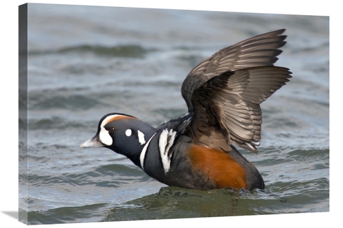 Global Gallery GCS-397387-30-142 30 in. Harlequin Duck Male Taking Fli