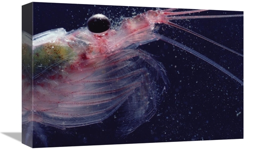 Global Gallery GCS-450633-1218-142 12 x 18 in. Antarctic Krill, An