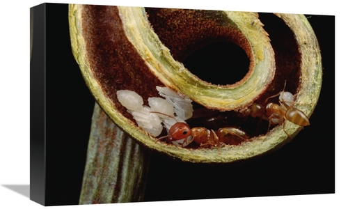 Global Gallery GCS-451012-1218-142 12 x 18 in. Carpenter Ants & Pupae 