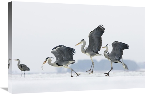 Global Gallery GCS-452605-2030-142 20 x 30 in. Grey Heron Trio Fightin
