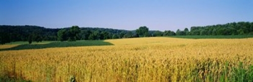 Panoramic Images PPI10406L Field Crop  Maryland  USA Poster Print by P