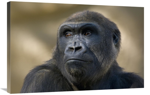 Global Gallery GCS-450916-2436-142 24 x 36 in. Western Lowland Gorilla