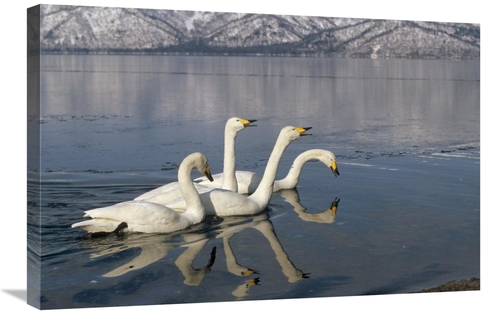 Global Gallery GCS-452409-2030-142 20 x 30 in. Whooper Swan Group on I