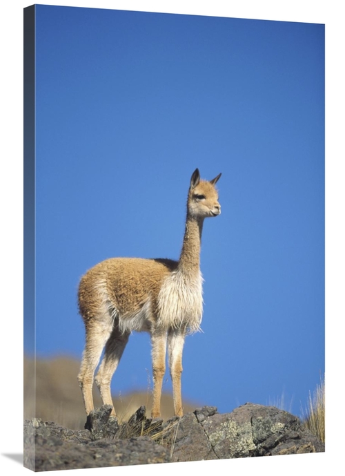 Global Gallery GCS-451265-2436-142 24 x 36 in. Vicuna Portrait, Pa