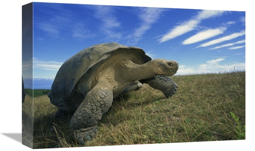 Global Gallery GCS-395581-1218-142 12 x 18 in. Galapagos Tortoise on C