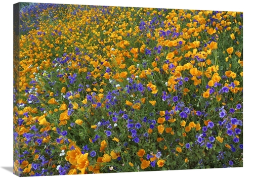 Global Gallery GCS-396879-2432-142 24 x 32 in. California Poppy & Dese