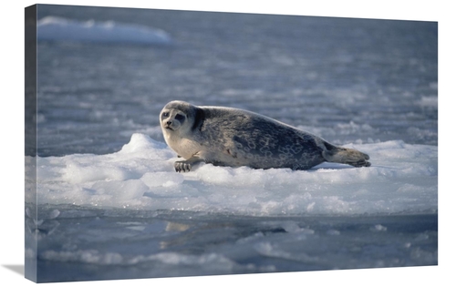 Global Gallery GCS-450928-2030-142 20 x 30 in. Bearded Seal on Ice Flo