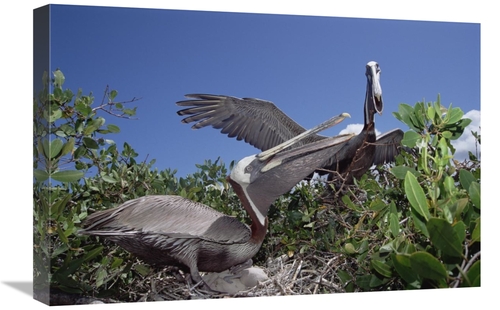 Global Gallery GCS-451207-1624-142 16 x 24 in. Brown Pelican Pair Gree