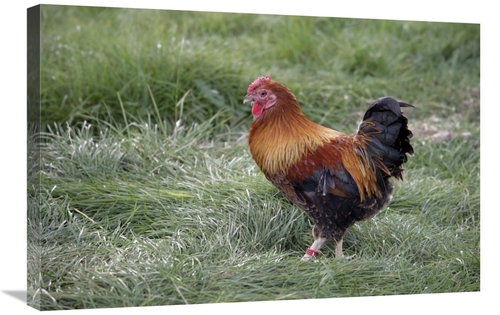 Global Gallery GCS-397531-2030-142 20 x 30 in. Domestic Chicken, P