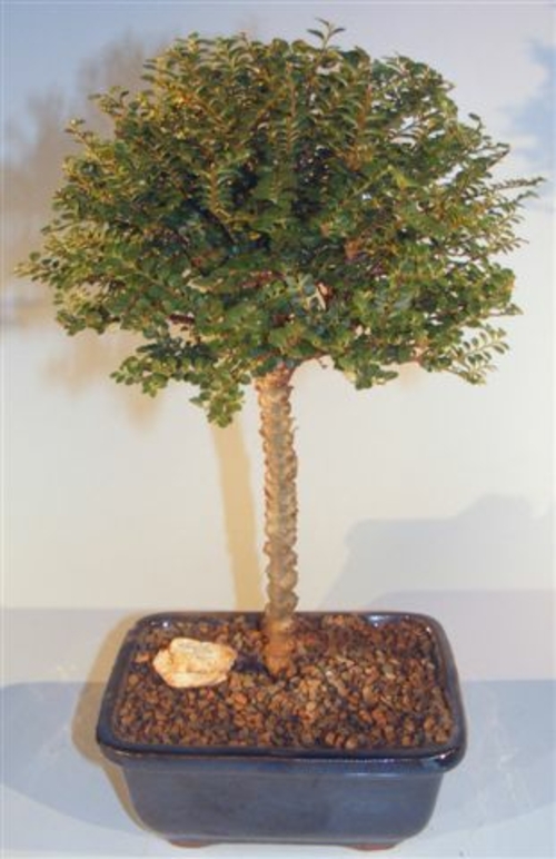 Chinese Seiju Elm Upright Ball Style (ulmus parvifolia 'seiju')