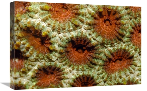 Global Gallery GCS-397581-1624-142 16 x 24 in. Stone Coral Detail,