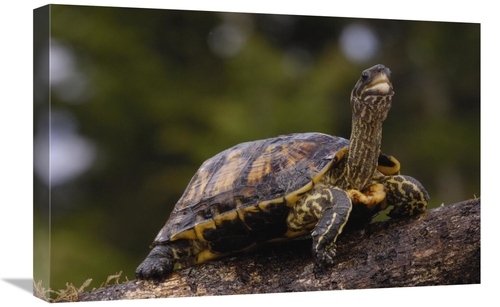 Global Gallery GCS-453109-1624-142 16 x 24 in. Brown Wood Turtle Portr