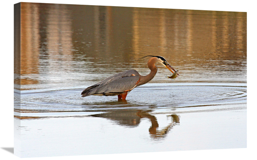 Global Gallery GCS-486415-30-142 30 in. The Fisherman Art Print - Vic 