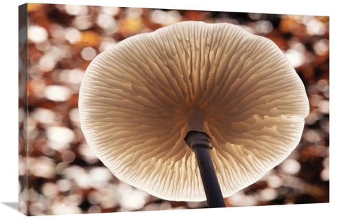 Global Gallery GCS-398297-2030-142 20 x 30 in. Porcelain Mushroom or P