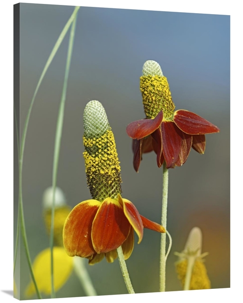 Global Gallery GCS-452234-3040-142 30 x 40 in. Mexican Hat Flowers in 