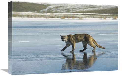 Global Gallery GCS-452485-1624-142 16 x 24 in. Mountain Lion Walking o
