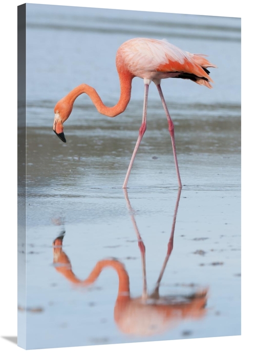 Global Gallery GCS-395613-2436-142 24 x 36 in. Greater Flamingo Foragi