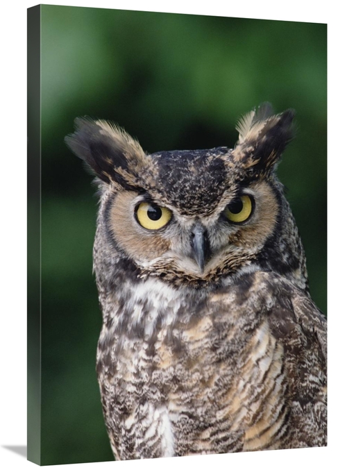 Global Gallery GCS-395752-2030-142 20 x 30 in. Great Horned Owl Close-