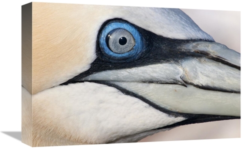 Global Gallery GCS-395690-1218-142 12 x 18 in. Northern Gannet Profile