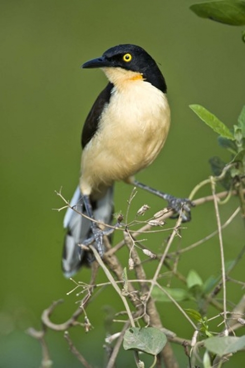 Panoramic Images PPI125261 Close-up of a Black-Capped donacobius  Thre