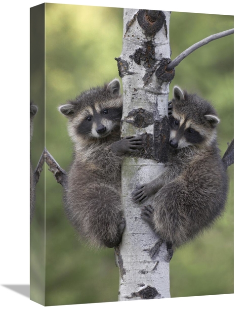 Global Gallery GCS-396251-1218-142 12 x 18 in. Raccoon Two Babies Clim