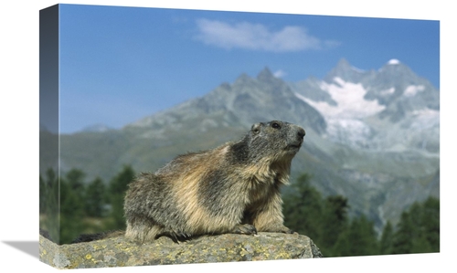 Global Gallery GCS-452571-1218-142 12 x 18 in. Alpine Marmot, Wall